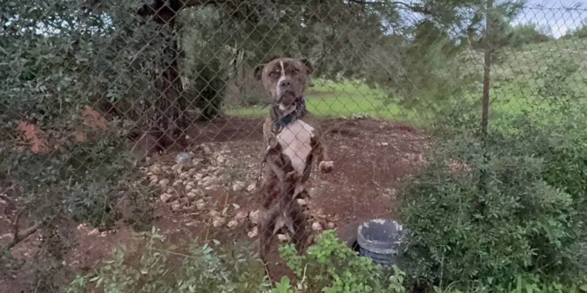 Στον Πύργο μεταφέρθηκε το πίτμπουλ από τη Ζάκυνθο – Υπό παρακολούθηση για να κριθεί η τύχη του