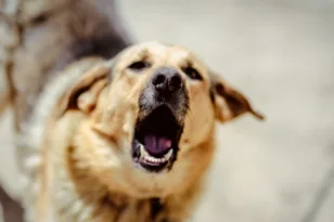 Χαλκίδα: Σκύλος δάγκωσε ηλικιωμένο στο πόδι του