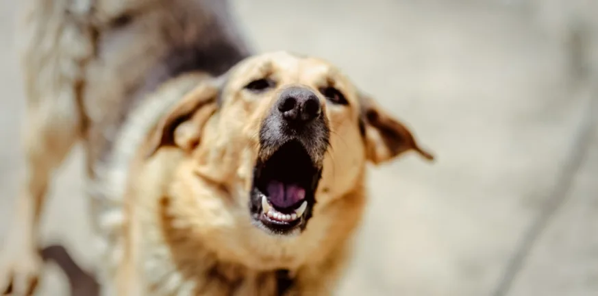 Χαλκίδα: Σκύλος δάγκωσε ηλικιωμένο στο πόδι του
