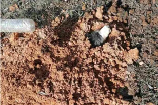 «Είναι να αναρωτιέσαι ποιος έχει δύο και ποιος τέσσερα πόδια», καυστική ανακοίνωση της ΕΛΑΣ για τον 90χρονο βασανιστή του σκύλου