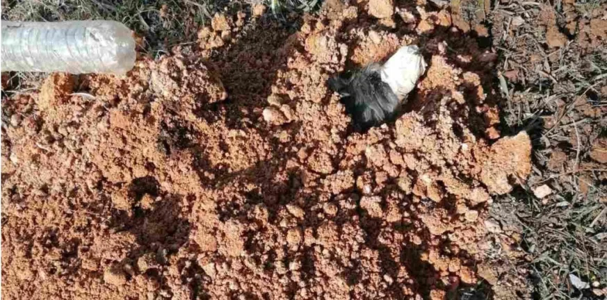 «Είναι να αναρωτιέσαι ποιος έχει δύο και ποιος τέσσερα πόδια», καυστική ανακοίνωση της ΕΛΑΣ για τον 90χρονο βασανιστή του σκύλου