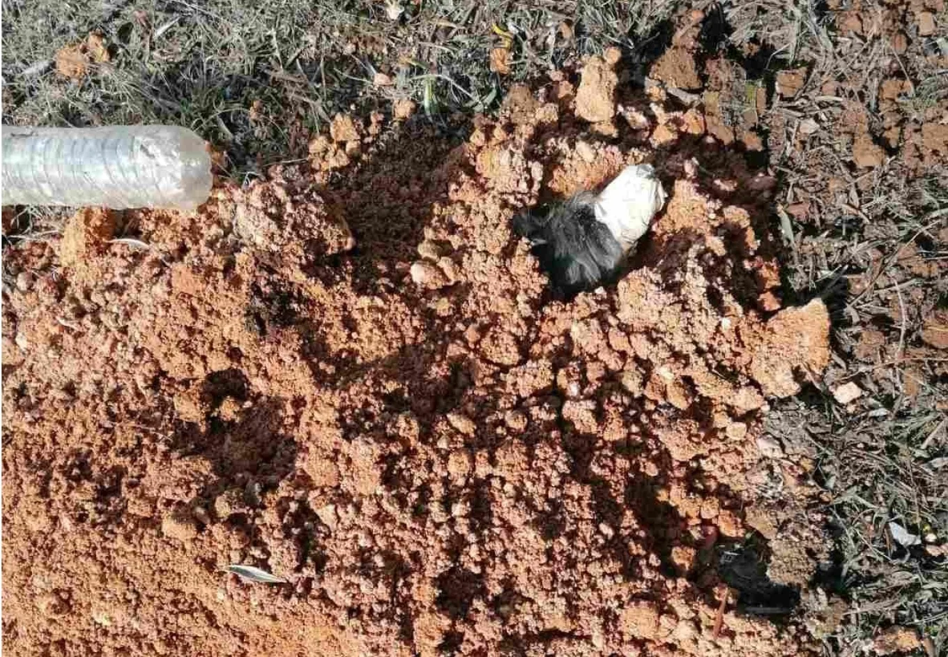 «Είναι να αναρωτιέσαι ποιος έχει δύο και ποιος τέσσερα πόδια», καυστική ανακοίνωση της ΕΛΑΣ για τον 90χρονο βασανιστή του σκύλου «Είναι να αναρωτιέσαι ποιος έχει δύο και ποιος τέσσερα πόδια», καυστική ανακοίνωση της ΕΛΑΣ για τον 90χρονο βασανιστή του σκύλου