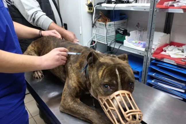 Θάνατος 2χρονου στη Ζάκυνθο: «Πρώτη φορά βλέπουμε σκυλί με τέτοια απάθεια» λένε στο ΔΙΚΕΠΑΖ