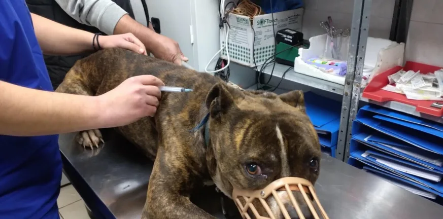 Θάνατος 2χρονου στη Ζάκυνθο: «Πρώτη φορά βλέπουμε σκυλί με τέτοια απάθεια» λένε στο ΔΙΚΕΠΑΖ