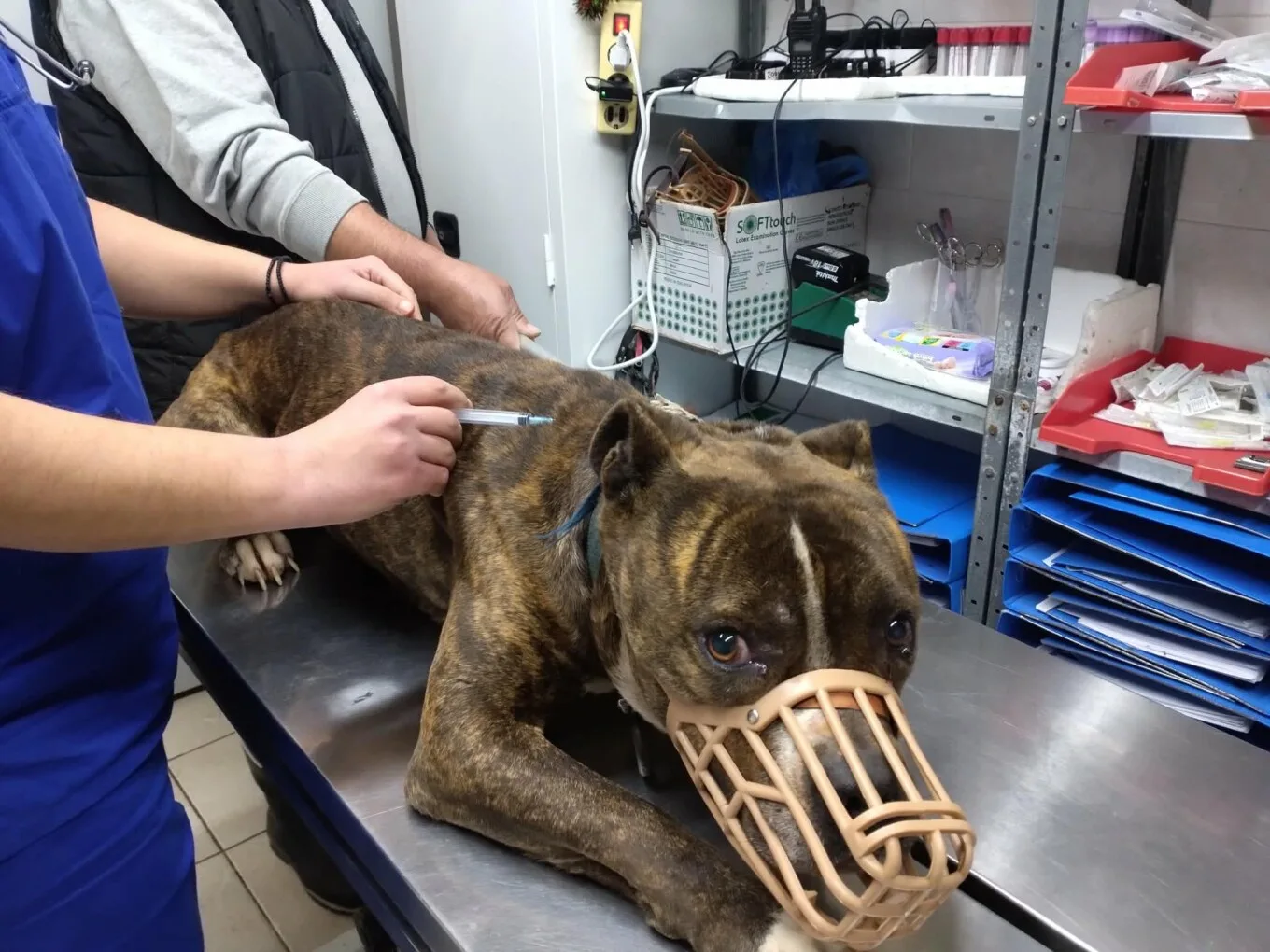 Θάνατος 2χρονου στη Ζάκυνθο: «Πρώτη φορά βλέπουμε σκυλί με τέτοια απάθεια» λένε στο ΔΙΚΕΠΑΖ Θάνατος 2χρονου στη Ζάκυνθο: «Πρώτη φορά βλέπουμε σκυλί με τέτοια απάθεια» λένε στο ΔΙΚΕΠΑΖ