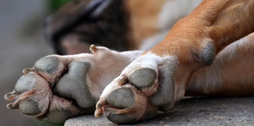 Πρόστιμο 30.300 ευρώ σε 90χρονο, έθαψε ζωντανό σκύλο κλείνοντας του το στόμα με χαρτοταινία!