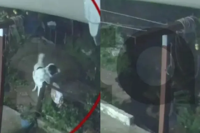 Άγιος Δημήτριος: Σκύλος γλιτώνει στο παρά πέντε όταν καταρρέει αυλή από τη νεροποντή ΒΙΝΤΕΟ