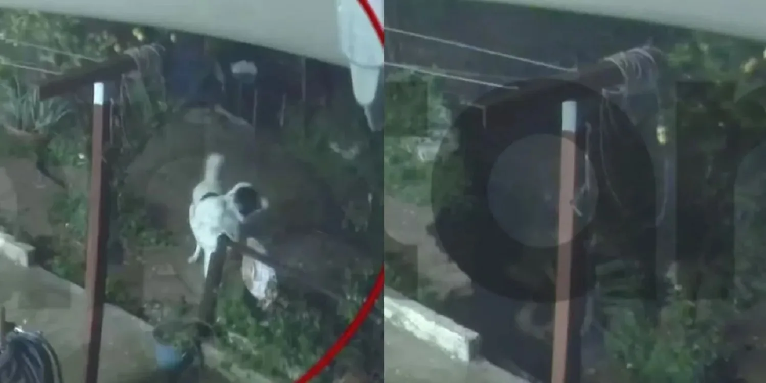 Άγιος Δημήτριος: Σκύλος γλιτώνει στο παρά πέντε όταν καταρρέει αυλή από τη νεροποντή ΒΙΝΤΕΟ