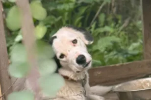 Ηλεία – Καταγγελίες για άτυπο καταφύγιο ζώων σε χωριό: Σκύλοι δεμένοι χωρίς νερό και τροφή