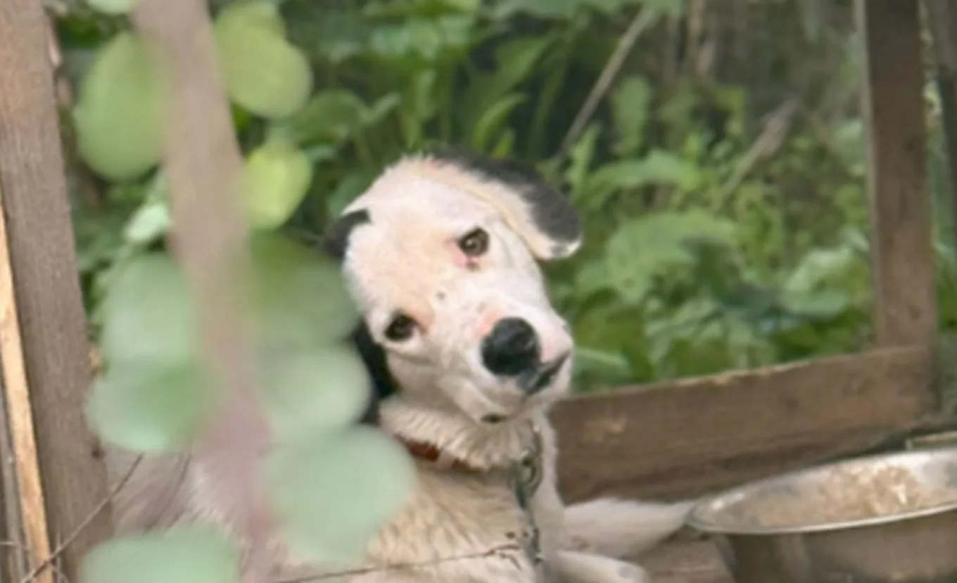 Ηλεία - Καταγγελίες για άτυπο καταφύγιο ζώων σε χωριό: Σκύλοι δεμένοι χωρίς νερό και τροφή