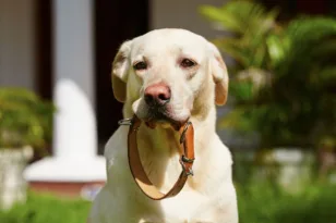 Προσοχή, οι τρεις μεγάλοι άγνωστοι κίνδυνοι που μπορεί να προκαλέσει στον σκύλο σας το περιλαίμιο