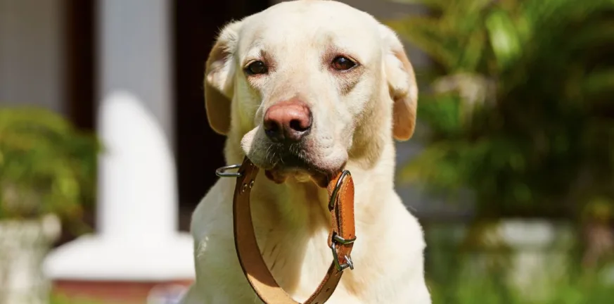 Προσοχή, οι τρεις μεγάλοι άγνωστοι κίνδυνοι που μπορεί να προκαλέσει στον σκύλο σας το περιλαίμιο