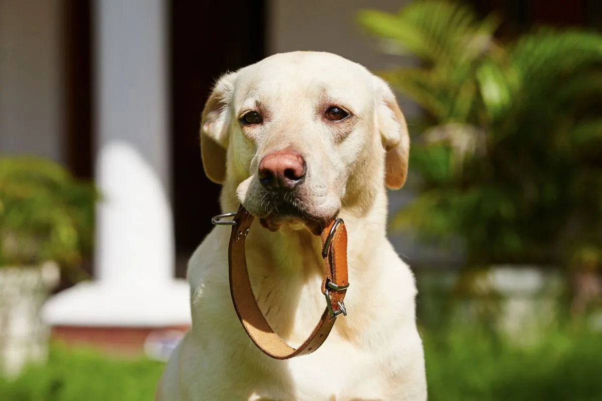 Προσοχή, οι τρεις μεγάλοι άγνωστοι κίνδυνοι που μπορεί να προκαλέσει στον σκύλο σας το περιλαίμιο Προσοχή, οι τρεις μεγάλοι άγνωστοι κίνδυνοι που μπορεί να προκαλέσει στον σκύλο σας το περιλαίμιο