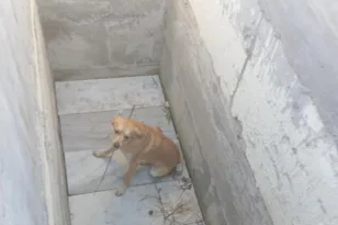 Άργος: Σκύλος βρέθηκε παγιδευμένος σε ανοιχτό τάφο - Καταγγελίες για ανθρώπινη παρέμβαση ΦΩΤΟ