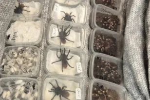 Βρετανία: Η Αστυνομία βρήκε 2.000 ταραντούλες σε ένα αυτοκίνητο