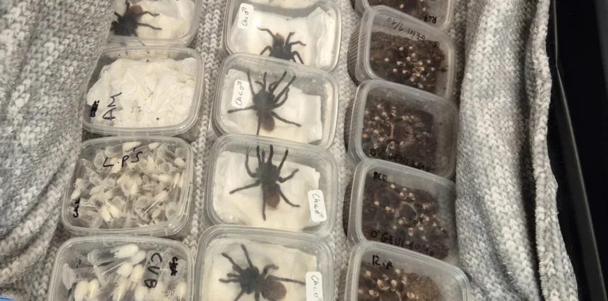 Βρετανία: Η Αστυνομία βρήκε 2.000 ταραντούλες σε ένα αυτοκίνητο