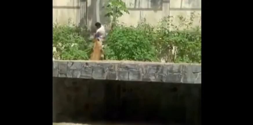 Βραζιλία: Σοκ, λιοντάρι κατασπάραξε 19χρονο!