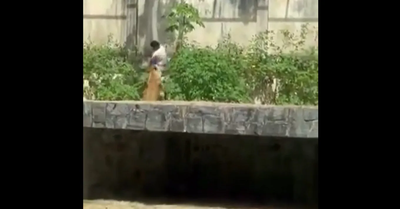 Βραζιλία: Σοκ, λιοντάρι κατασπάραξε 19χρονο!