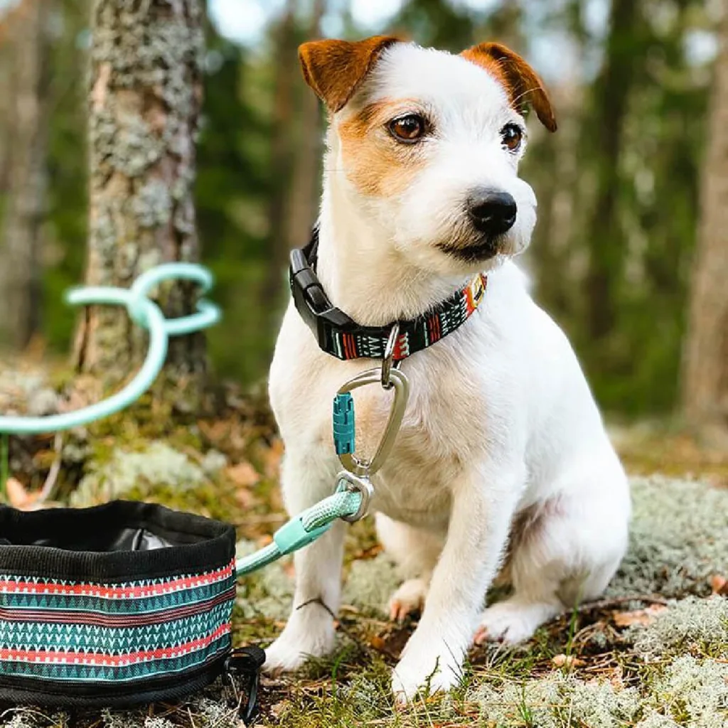 Προσοχή, οι τρεις μεγάλοι άγνωστοι κίνδυνοι που μπορεί να προκαλέσει στον σκύλο σας το περιλαίμιο Προσοχή, οι τρεις μεγάλοι άγνωστοι κίνδυνοι που μπορεί να προκαλέσει στον σκύλο σας το περιλαίμιο