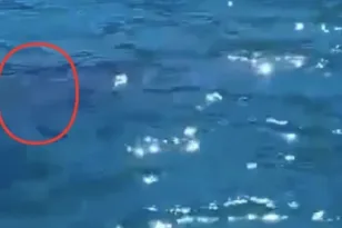 Μυστήριο στη θάλασσα της Χαλκίδας: Μαύρη σκιά πλησίασε βάρκα ψαρά – Το ΒΙΝΤΕΟ που σοκάρει