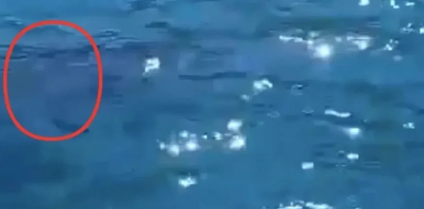 Μυστήριο στη θάλασσα της Χαλκίδας: Μαύρη σκιά πλησίασε βάρκα ψαρά – Το ΒΙΝΤΕΟ που σοκάρει