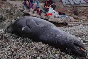 Μαύρο Λιθάρι: Φρίκη, νεκρή μεσογειακή φώκια από πυροβολισμούς!