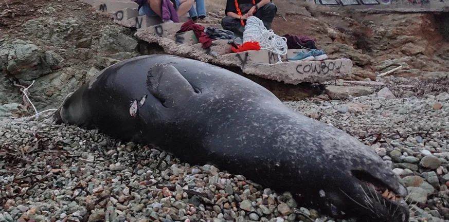 Μαύρο Λιθάρι: Φρίκη, νεκρή μεσογειακή φώκια από πυροβολισμούς!