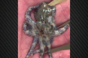 Τουρίστας έπιασε και έπαιζε με τοξικό χταπόδι χωρίς να το ξέρει ΒΙΝΤΕΟ