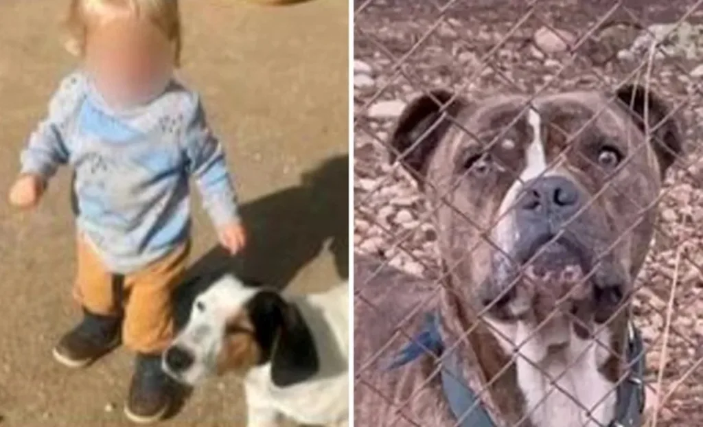 Το πίτμπουλ κατασπάραξε τον 2χρονο σε 30 δευτερόλεπτα Το πίτμπουλ κατασπάραξε τον 2χρονο σε 30 δευτερόλεπτα
