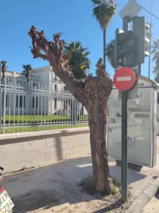 Η οδός των κομμένων δένδρων: Αναστάτωση στην καρδιά της Πάτρας με μουριές και έργα