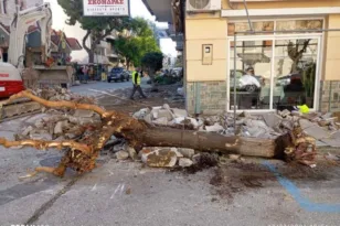 Αστυνομία για τα δένδρα: Νέες αντιδράσεις για εκριζώσεις