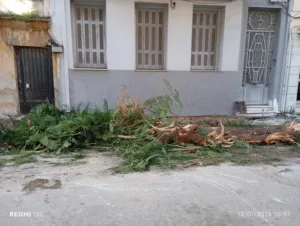 Αστυνομία για τα δένδρα: Νέες αντιδράσεις για εκριζώσεις