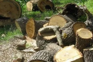 Βαρύς πέλεκυς για τους λαθροϋλοτόμους: Μετέφεραν κομμένες βελανιδιές από το σπάνιο δάσος της Στροφυλιάς