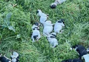 Ρέθυμνο: 17 νεκρά κουτάβια βρέθηκαν κάτω από γέφυρα