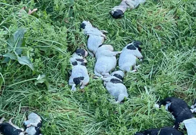 Ρέθυμνο: 17 νεκρά κουτάβια βρέθηκαν κάτω από γέφυρα