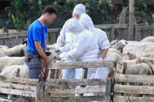 Δυτική Ελλάδα – Κτηνοτρόφοι: Στον εισαγγελέα 19 δικογραφίες