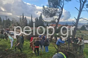 Άλσος Γηροκομείου: Συνεχίζεται η αναδάσωση – Φορείς, εθελοντές και σχολεία ξαναφυτεύουν το πράσινο ΦΩΤΟ-ΒΙΝΤΕΟ