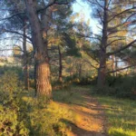 Υπόμνημα στον Νίκο Δένδια από την κοινότητα Ελεκίστρας: «Ελευθερώστε» το δάσος δίπλα από τη ΜΟΜΑ ΦΩΤΟ