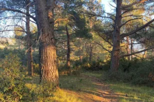 Υπόμνημα στον Νίκο Δένδια από την κοινότητα Ελεκίστρας: «Ελευθερώστε» το δάσος δίπλα από τη ΜΟΜΑ ΦΩΤΟ