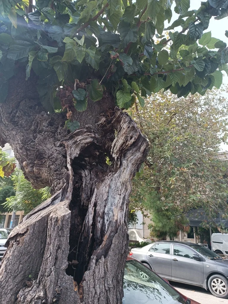 Δήμος Πατρέων: «Τα δένδρα στη Σολωμού δεν κόπηκαν παράνομα, ήταν άρρωστα» ΦΩΤΟ