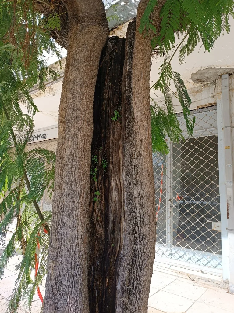 Δήμος Πατρέων: «Τα δένδρα στη Σολωμού δεν κόπηκαν παράνομα, ήταν άρρωστα» ΦΩΤΟ