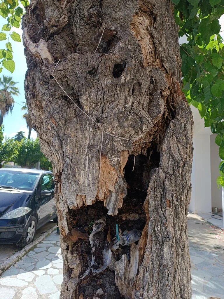 Δήμος Πατρέων: «Τα δένδρα στη Σολωμού δεν κόπηκαν παράνομα, ήταν άρρωστα» ΦΩΤΟ