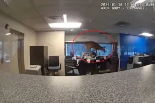 Νέα Υόρκη: Ελάφι εισέβαλε σε τράπεζα από το… παράθυρο