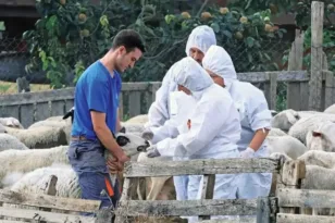 Ευλογιά αιγοπροβάτων: “Έπεσαν” τα πρώτα πρόστιμα – Σε δύο περιπτώσεις της Δ. Ελλάδας επιβλήθηκαν 20.000 ευρώ