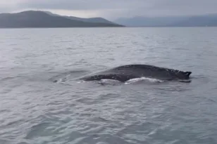 Επιχείρηση για φάλαινα στον Παγασητικό ΒΙΝΤΕΟ