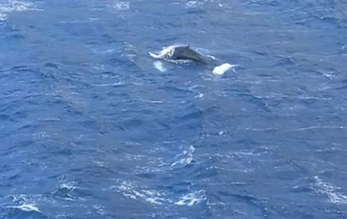 Απρόσμενος επισκέπτης στα νερά της Καλύμνου: Φάλαινα στον κόλπο των Αργινώντων ΒΙΝΤΕΟ Απρόσμενος επισκέπτης στα νερά της Καλύμνου: Φάλαινα στον κόλπο των Αργινώντων ΒΙΝΤΕΟ