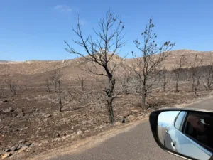 Αρχίζει δεντροφύτευση στο Γηροκομειό - Συνεργασία Δασαρχείου και ΝΕΠ