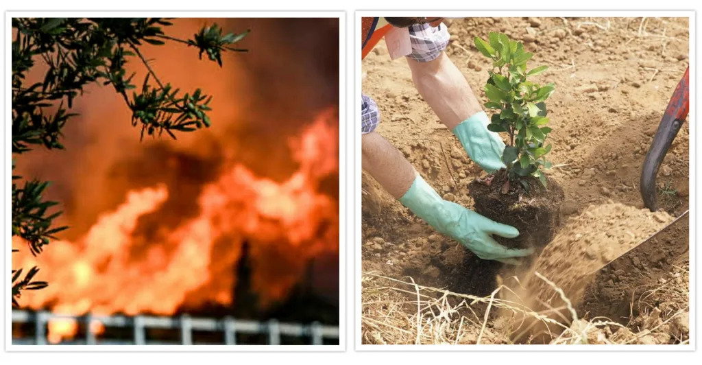 Άλσος Γηροκομειού: Από τις στάχτες στο πράσινο - Ξεκινάει αναδάσωση με συνεργασία φορέων και πολιτών, χίλια δέντρα ελπίδας