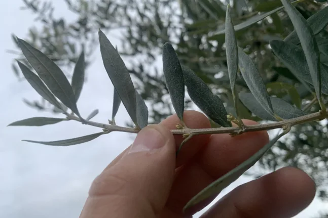 Η πρόωρη ενεργοποίηση της ελιάς ως προσαρμοστική απόκριση στις ήπιες χειμερινές συνθήκες στη Δυτική Ελλάδα.