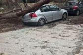 Πάτρα: Δένδρο κατεδαφίστηκε από την κακοκαιρία και προσγειώθηκε σε ΙΧ στο πάρκινγκ του Καραμανδάνειου! ΦΩΤΟ